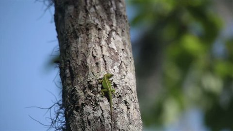 green anole lizard crawling up a tree, Batavaria swamp, Louisiana, USA
