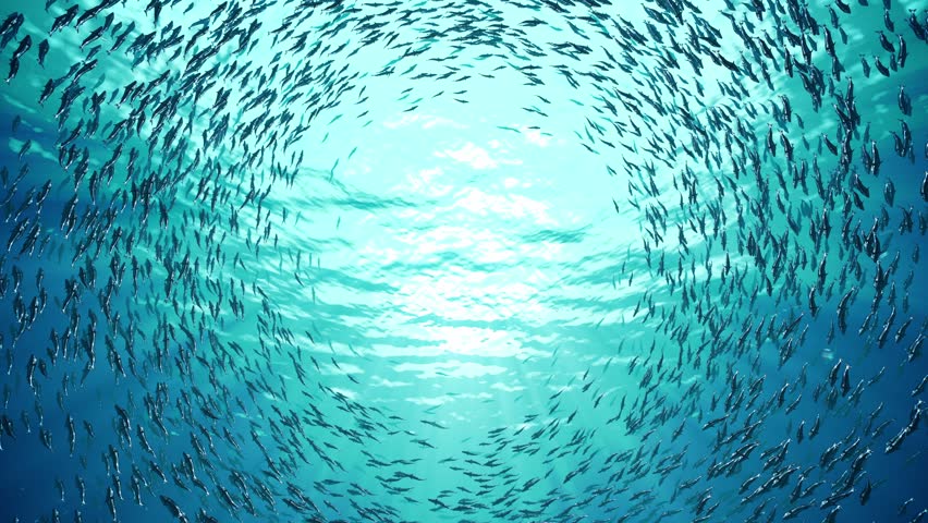 A huge school of fish slowly swims in a circle in the center of the frame. Many fish move underwater. The sun's rays make their way deep into the turquoise water. 4K Royalty-Free Stock Footage #9743549