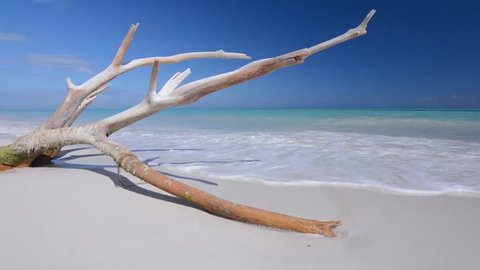 Large white-washed branch of driftwood lies on beautiful tropical Caribbean beach with turquoise green water as gentle sea waves wash over soft pure white sand under sunny blue sky with natural sounds