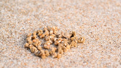 Ghost crab digging sand balls around burrow, beach in Thailand.