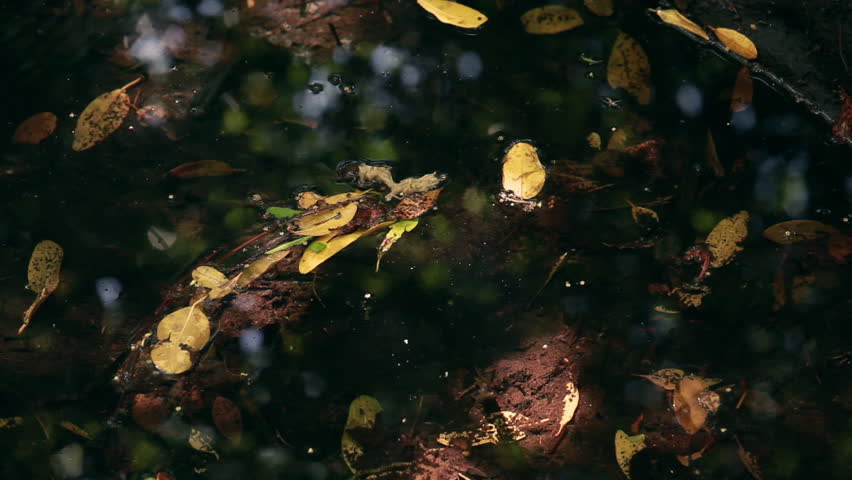 Static, closeup of leaves in the water in a bright, swampy area. The leaves are in focus as the water is slightly out of focus. The water slightly moves and reflects the trees.