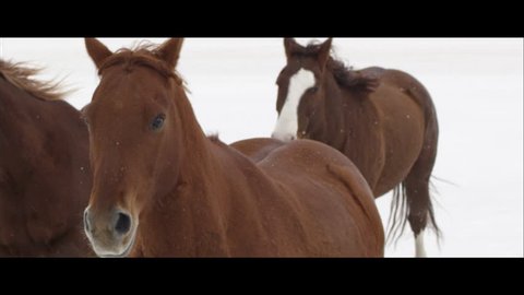Up close slow motion wide screen of horses running on the Bonneville Salt Flats in Utah.