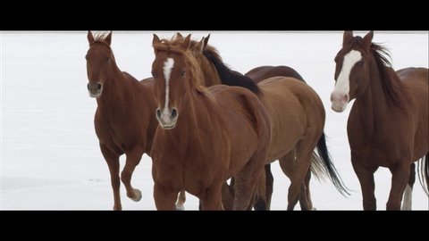 Slow motion wide screen of horses running on the Bonneville Salt Flats in Utah.