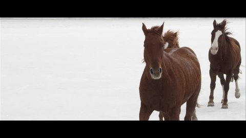 Horses running in slow motion on the white Bonneville Salt Flats in Utah as it is snowing. Wide screen