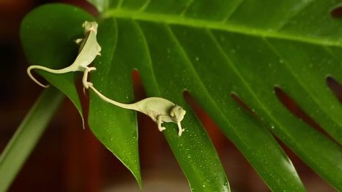 Couple babys green chameleon