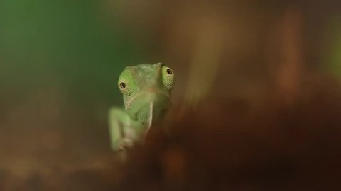 baby green chameleon