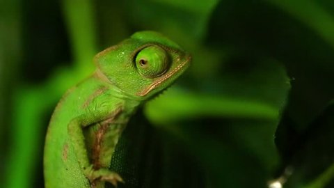 baby green chameleon