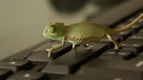 Closeup of a baby green chameleon who walk on a black keyboard