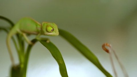 Closeup of a baby green chameleon 