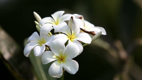 Tiare Flower (Gardenia taitensis)