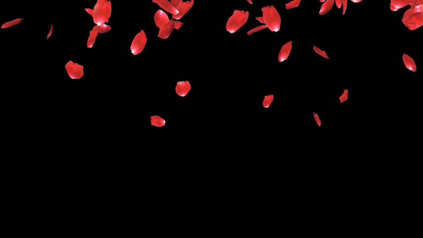 Rose Petals Falling, Alpha Channel Stock Footage Video (100% Royalty ...