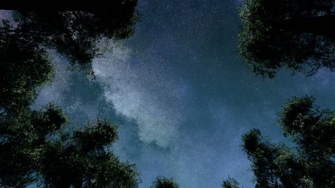 4K TIme Lapse of Stars and Silhouetted Pine Trees