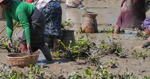 HPA AN, BURMA -31 DEC 2014: Unidentified group of Burmese villagers collecting eel fish in mud after draining small pond to become rice field. Many locals engaged in this traditional activity