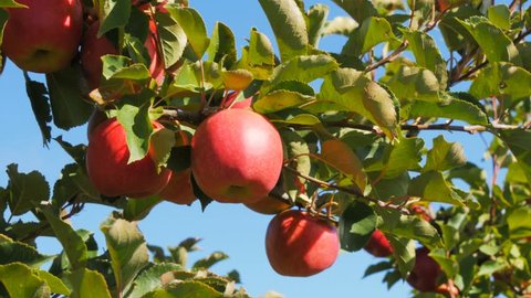 low angle close of a branch of delicious ripe fuji apples on a tree in huonville, tasmania ready for harvest