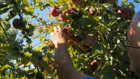 HUONVILLE AUSTRALIA -CIRCA April 2015: an orchard worker picks ripe red apples from a tree in huonville, tasmania