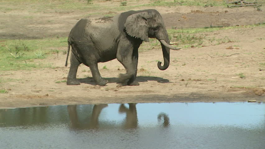 Reflection of Bull Elephant arriving to drink