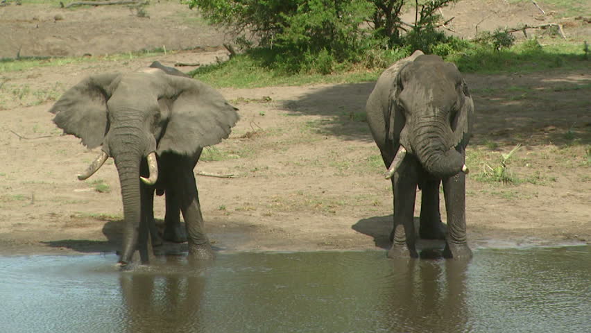 Two African elephants drinking