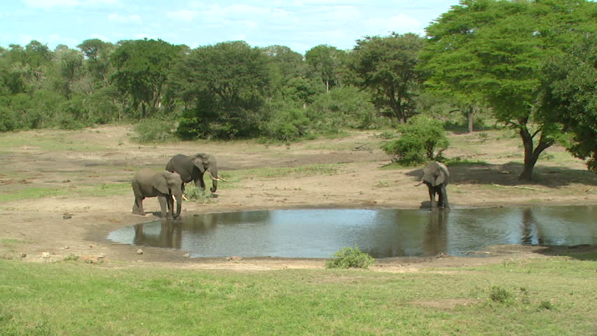 Wide shot of elephants at watering hole.
