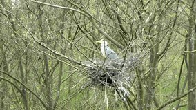 Grey Heron sat on its nest in a Bird sanctuary