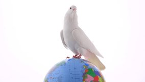 white pigeon on the globe an earth symbol - Powered by Shutterstock - Get 15% off with code: PIKWIZARD15