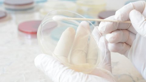 Scientist with gloves doing an antibiogram on agar petri dish with a sterile swab, to test the sensitivity of an isolated bacterial strain