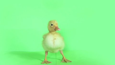 green background baby chick