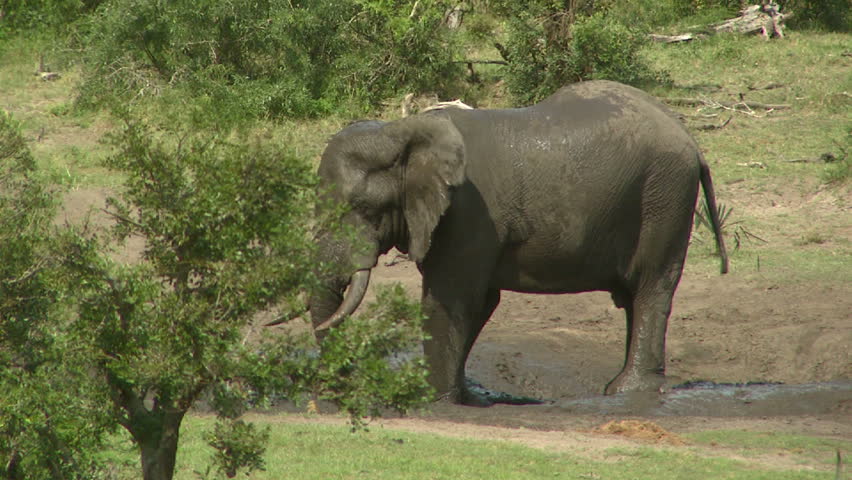 Elephant splashing himself with mud.