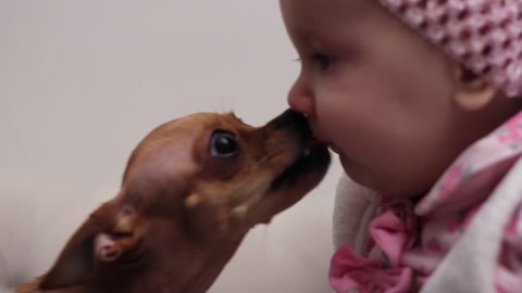 Cute Brown Chihuahua Dog Kissing 5 Months Old Baby Girl
