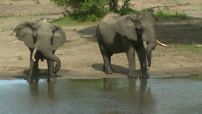 Two elephants resting their trunks