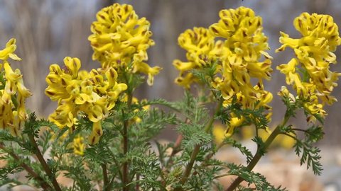 Wild Yellow Corydalis (Corydalis lutea) bloom in April and May on the rocky shoals and banks of rivers. Primorsky Krai, Russia.