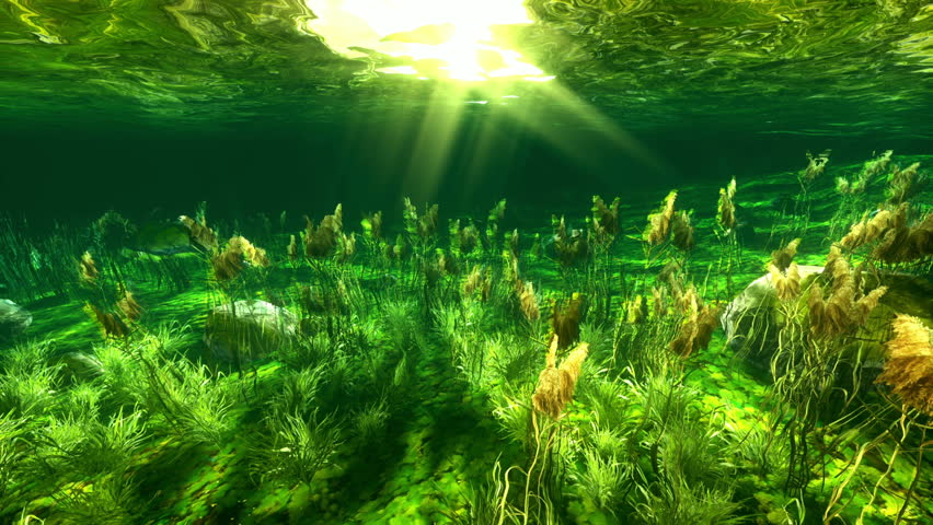 dream aquarium uhd screensaver 10 fishtanks 60fps download