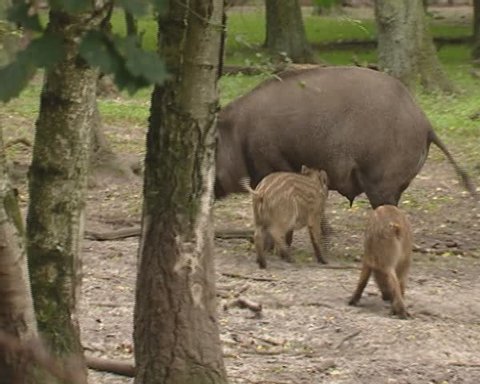 Wild Boar (sus scrofa) sow with piglets - weaning behavior. Wild boar are omnivorous scavengers, eating almost anything they come across.