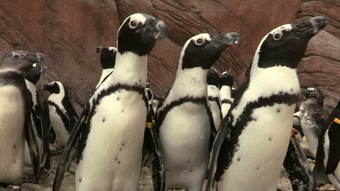 African Penguins Stock Video