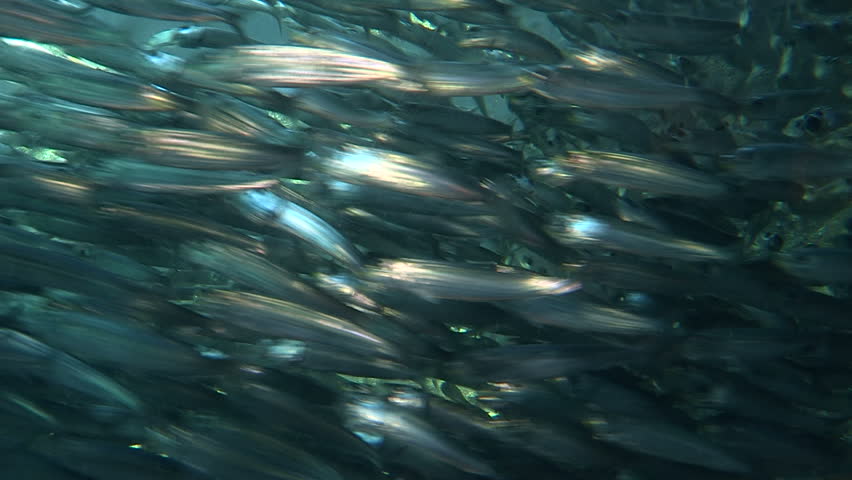 Shoal of Sardines