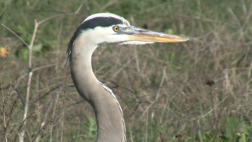 Great Blue Heron Close up