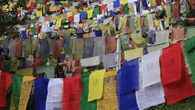 Plenty of colorful Buddhist prayer flags  at temple in the Dharamsala near Dalai Lama's residence, India. Video 1920x1080  