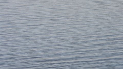 Calm bluish water surface with small waves and bird flying on background of water
