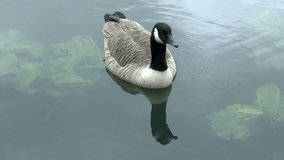 Canada Goose swimming on a lake in a Bird Sanctuary