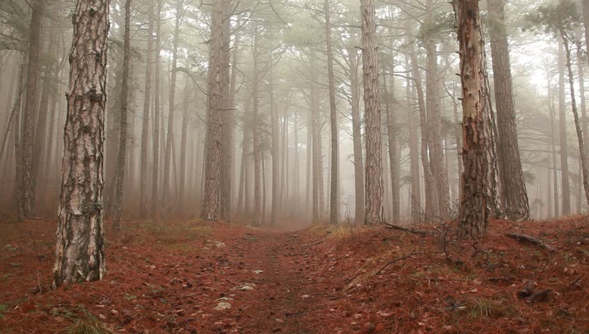CRIMEA. APRIL 2011: Fog in the forest