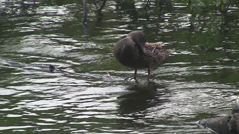 ANIMALS.BIRD - 2011: Duck in the pond