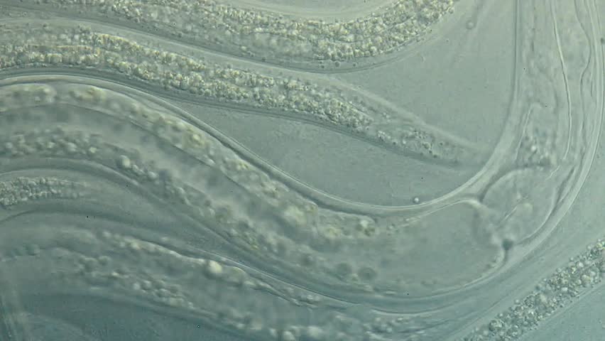Caenorhabditis Elegans A Free