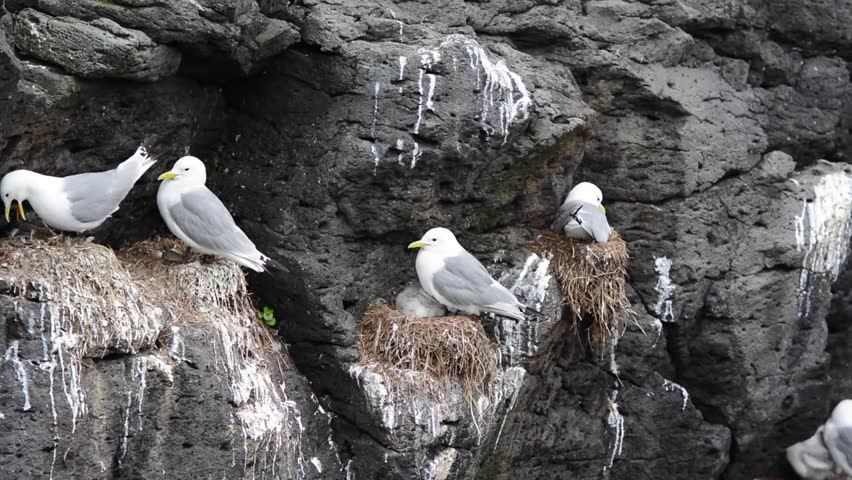 Few seagulls and their babies sitting in the nests on a rocky cliff. One seagull is screaming. West Iceland