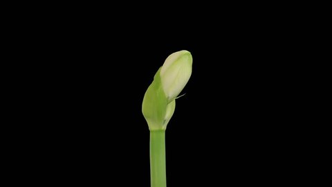 Time-lapse of opening white "Alfresco" amaryllis Christmas flower 1d4 in 4K PNG+ format with alpha transparency channel isolated on white background.
