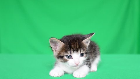 Cute Kitten Meowing On A Video De Stock 100 Libre De Droit Shutterstock