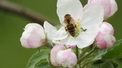 Ultra HD 4 k. Ultra HD 4 k.Bee on flower collects honey apple nectar. Close-up.apple