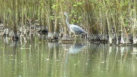 Footage of a Grey Heron hunting in a lake at a bird sanctuary