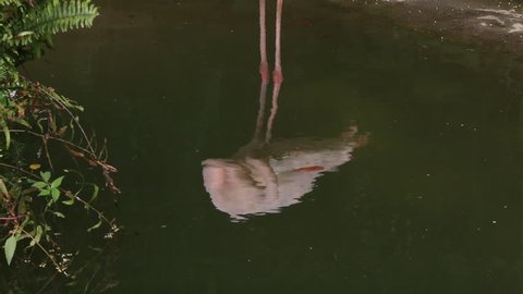 Reflection in the lake water of a flamingo at a day hot summer, Phoenicopterus roseus at the Taiwan zoo in Taipei -Dan
