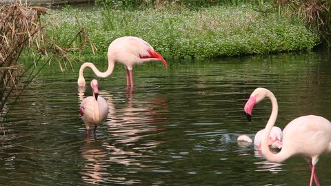 A group flamingo rest in the lake among the trees at a day hot summer, Phoenicopterus roseus, Phoenicopterus chilensis-Dan