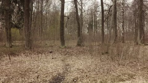 Steep Hillside In A Forest Stock Footage Video 100 Royalty Free Shutterstock