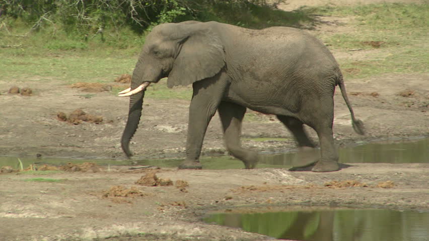 Elephant joins other elephants in having a mud bath